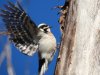 downywoodpecker.jpg